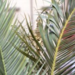 Messe des Rameaux - 20-03-2016